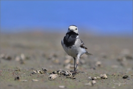<p>KONIPAS BÍLÝ (Motacilla alba) /White wagtail - Bachstelze/</p>